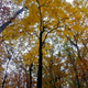 Illustration for article titled Flying on a dinosaur plus bonus fall leaf peeping
